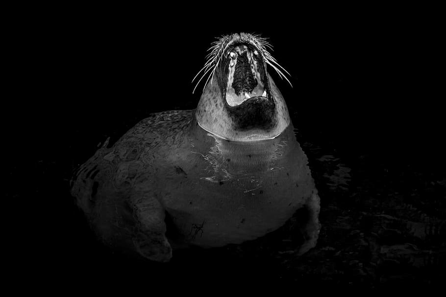 seal, robbe, yawn, tooth, tired, foot, swim, meeresbewohner HD wallpaper