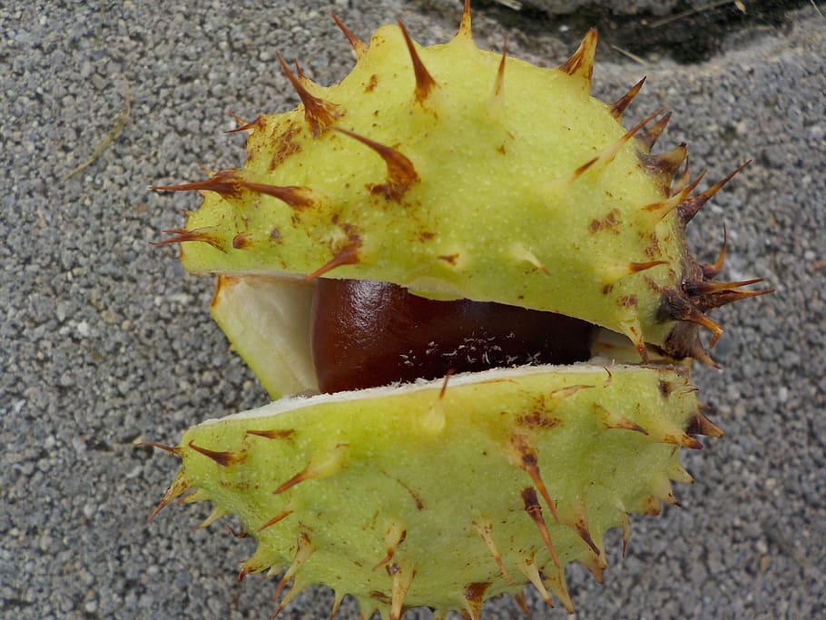 chestnut, nature, buchengewaechs, shell, prickly, collect, leaf, HD wallpaper