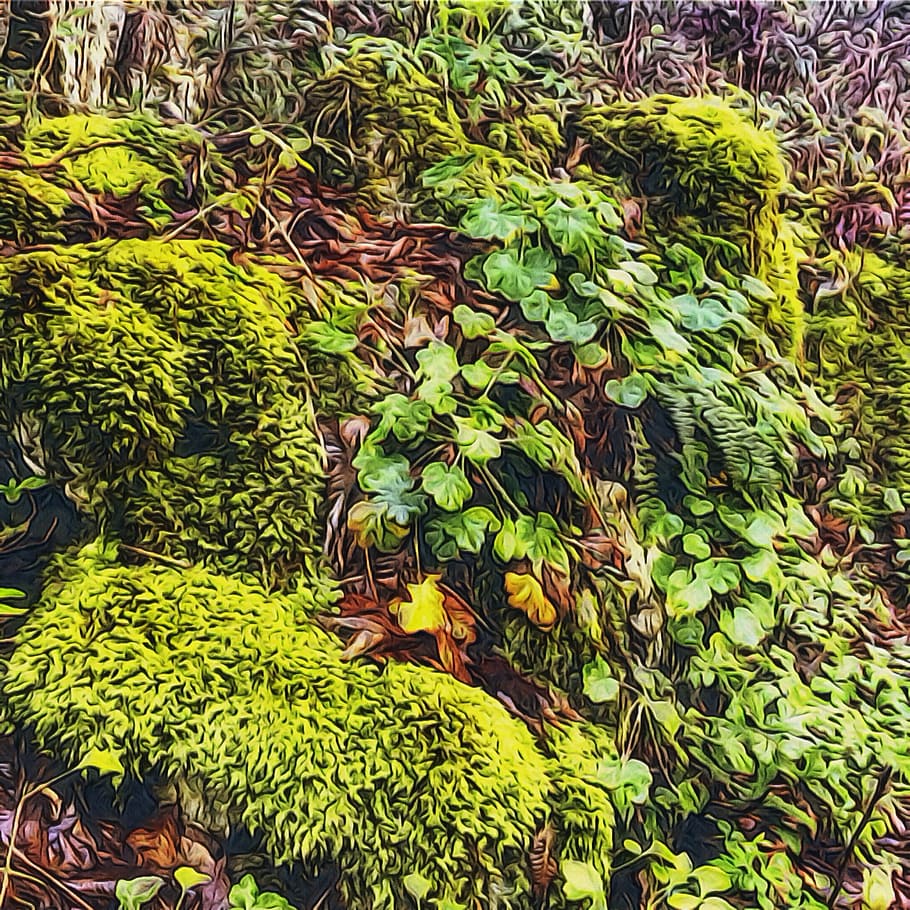 Leaves, Forest, Grass, Nature, green color, growth, leaf, fruit HD wallpaper