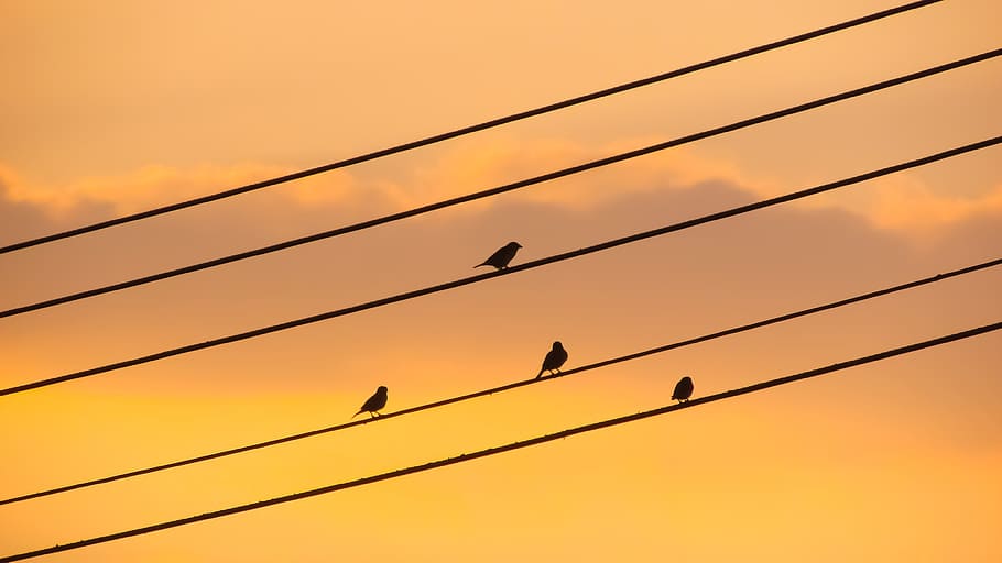 Birds, Wire, Sunset, Colors, Dusk, sky, silhouette, evening HD wallpaper