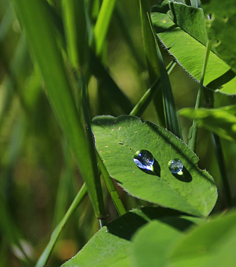 macro, green, closeup, grass, nature, plant, greens, summer HD wallpaper