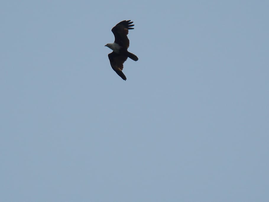 eagle, bird, view, birds, sky, blue sky, flying, animals in the wild HD wallpaper