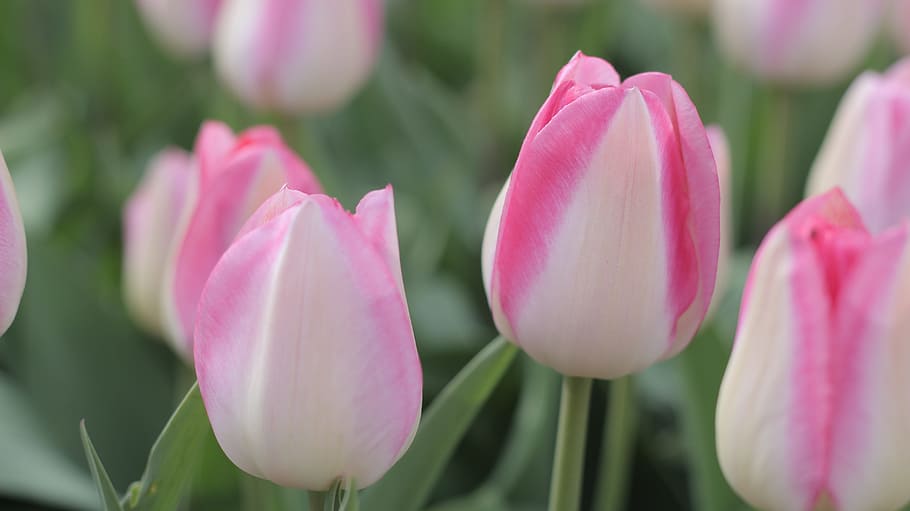 close up photo of pink petal flower, tulips, spring, nature HD wallpaper