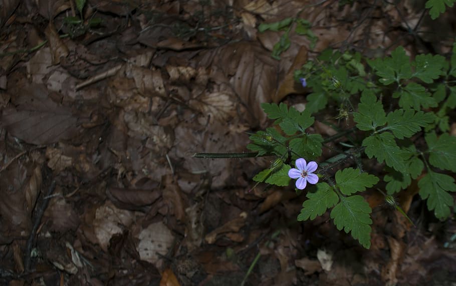 forest, flower, nature, small, tiny, natural, outdoors, blue HD wallpaper