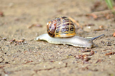 Snail, Macro, Earth, animal, slimy, crawling, slow, nature HD wallpaper