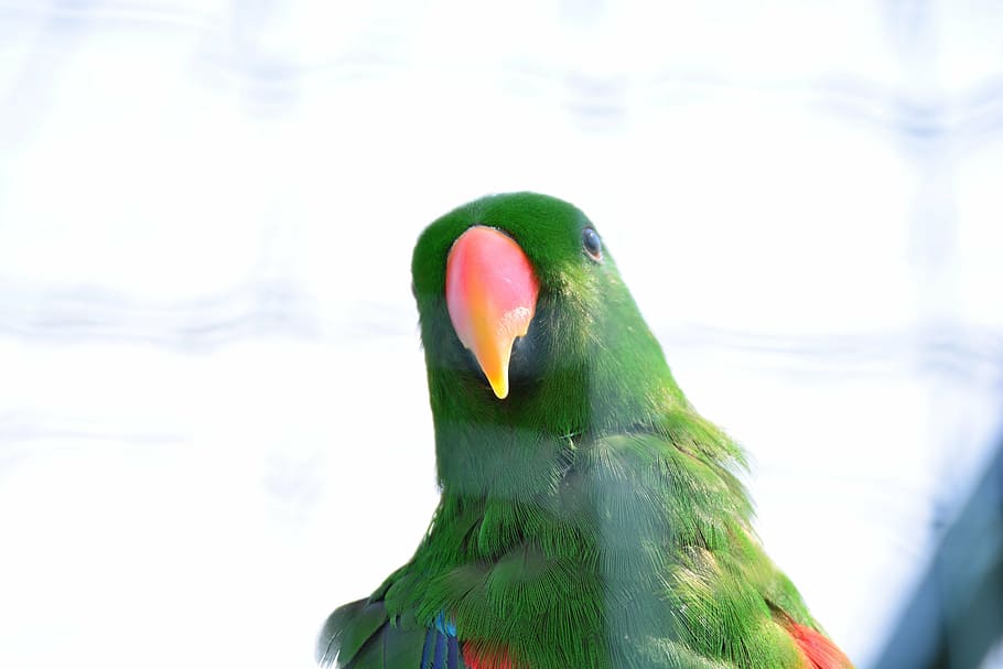 ara, parrot, bird, head, bill, plumage, oblique, green, zoo HD wallpaper
