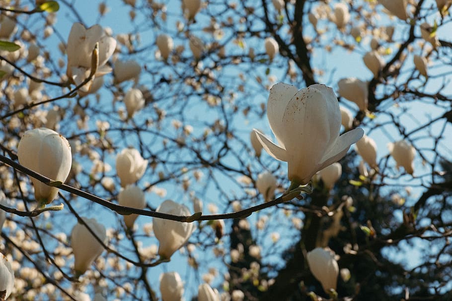 Magnolia flowers, nature, tree, branch, blossom, plant, springtime HD wallpaper