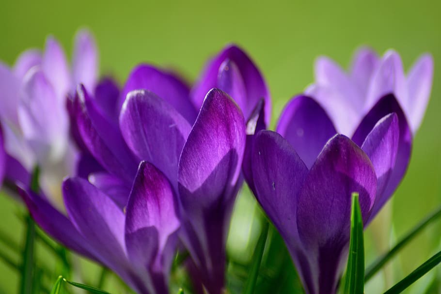 tilt shift lens photography of purple flower during daytime, crocus, HD wallpaper