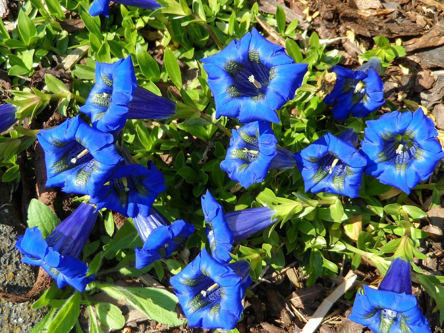 gentian, blue, flowers, bloom, grow, inflorescence, stamens, HD wallpaper