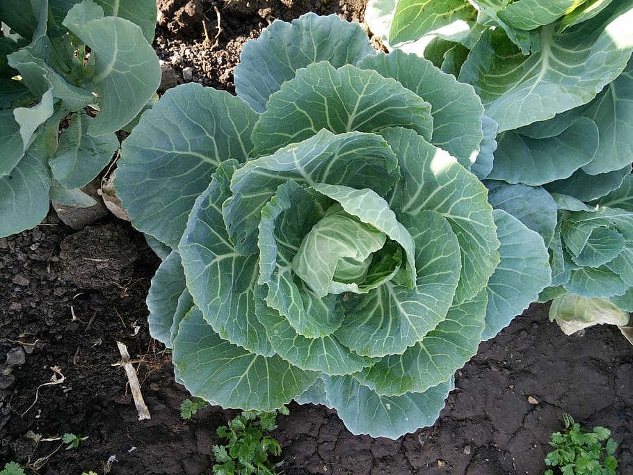 cabbage, vegetables, garden, healthy eating, food, green color HD wallpaper