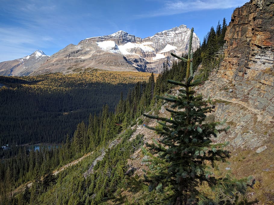 mountain, mountains, alberta, plant, scenics - nature, tree HD wallpaper