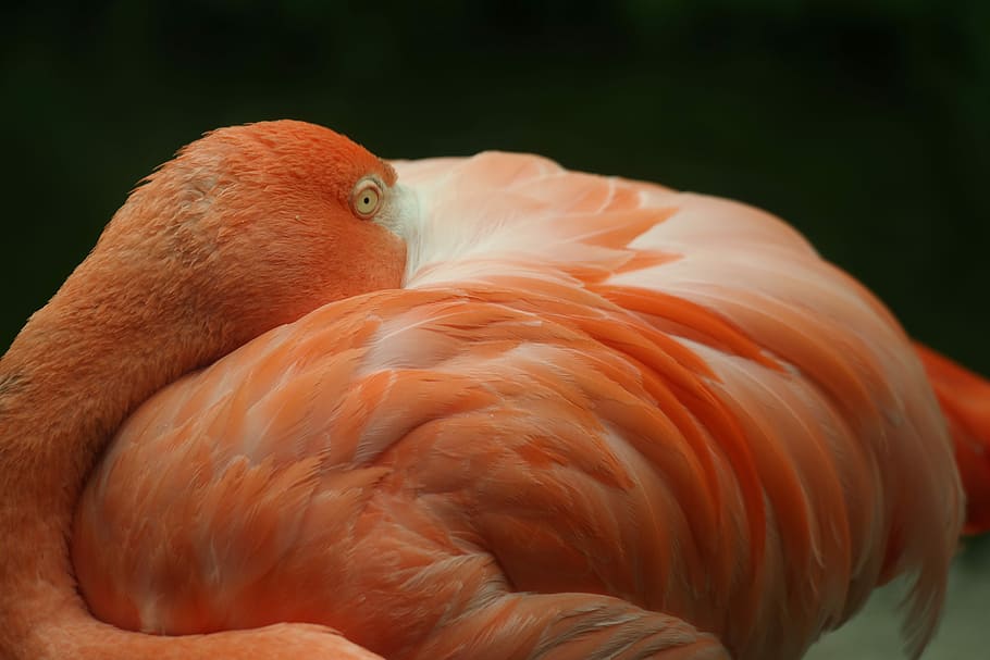 flamingo, animal, bird, disengage, wildlife photography, feather, HD wallpaper