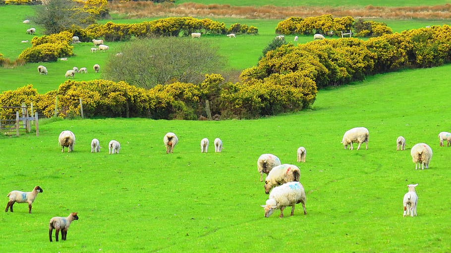 ireland, sheep, green, landscape, nature, farm, agriculture, HD wallpaper