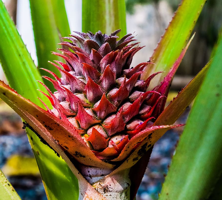 Young, Pineapple, Fruit, young pineapple, nature, food, freshness HD wallpaper