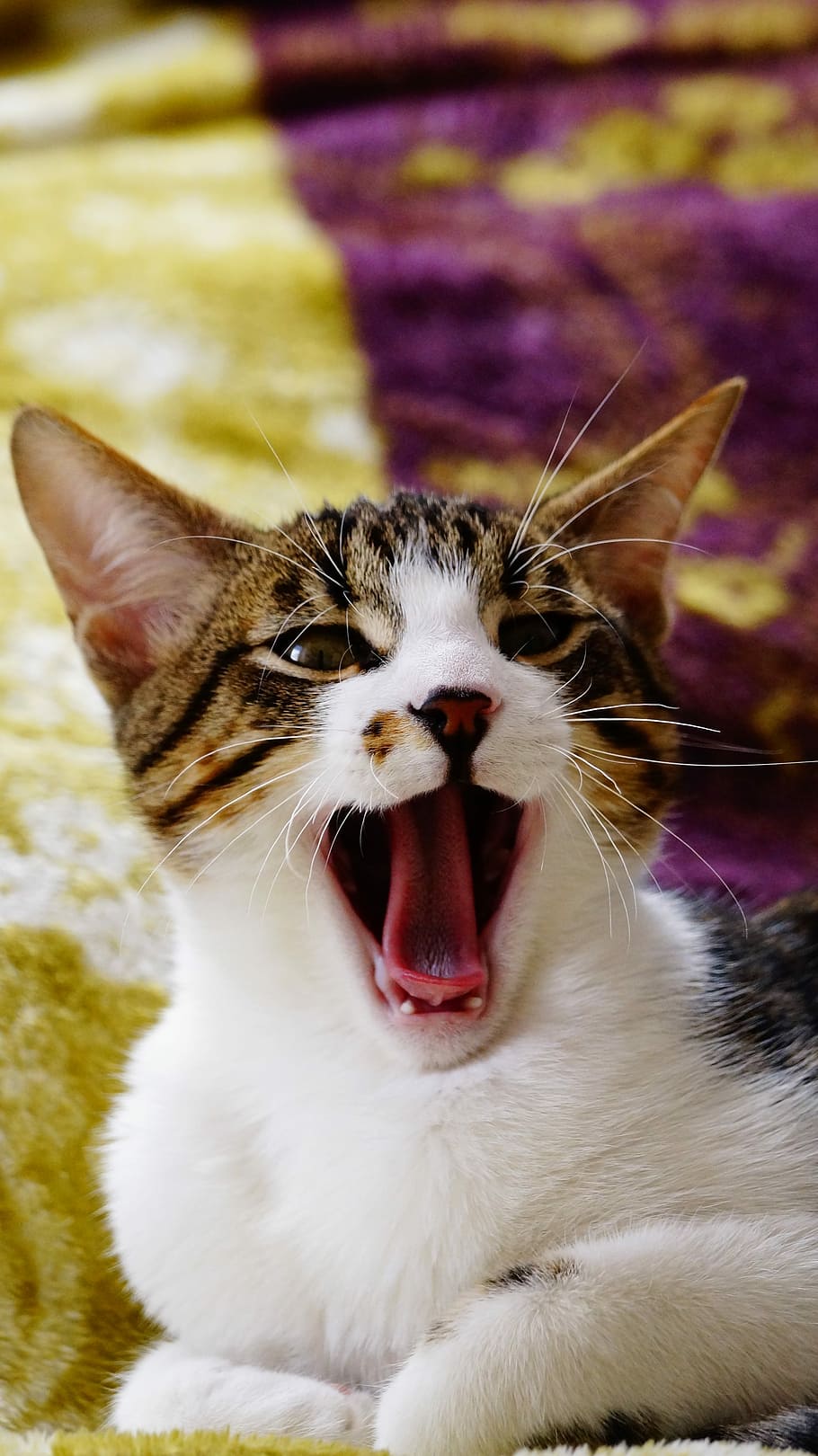 Animal dream. Котенок зевает. Милые животные зевают. Мечты кошки. Милые котята зевают.