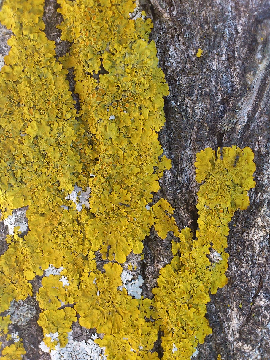 autumn, lichen, tree, yellow, no people, beauty in nature, plant HD wallpaper