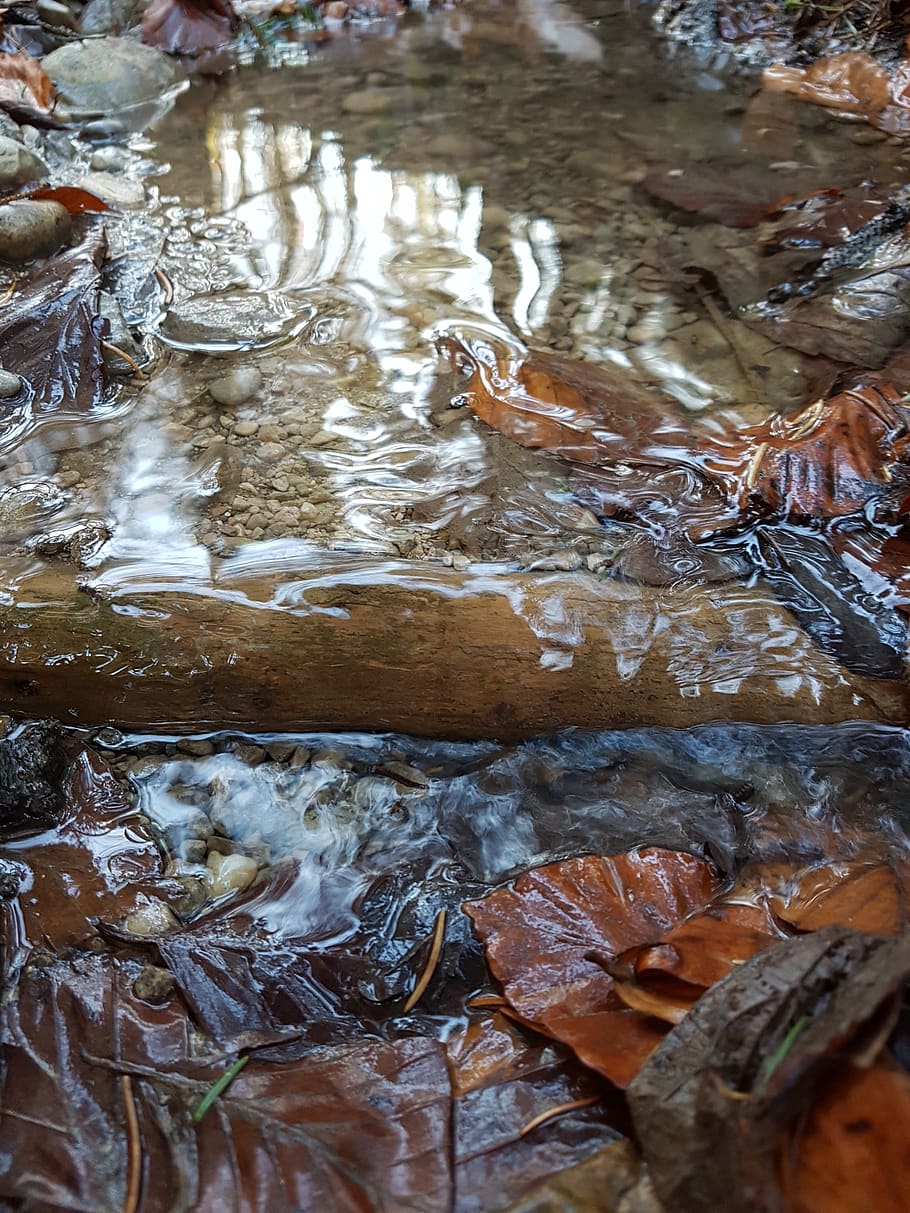 autumn, leaves, water, bach, flow, leaf, fall foliage, nature HD wallpaper