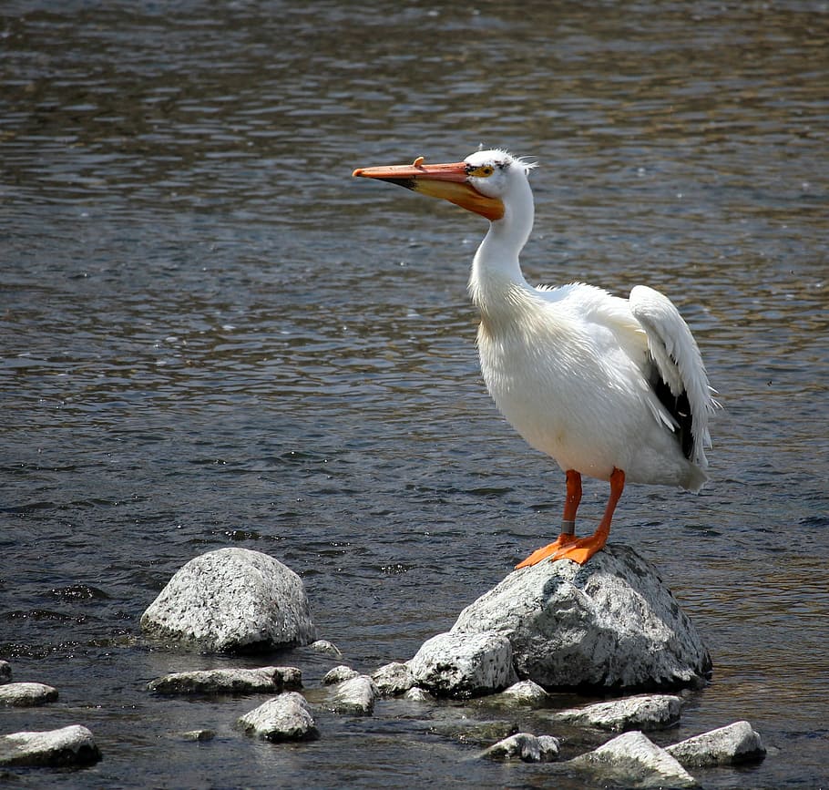 Pelican, Fox River, Appleton, Wisconsin, wings, white, beak HD wallpaper
