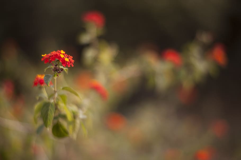 closeup photo of red petaled flowers during daytime, nature, plant