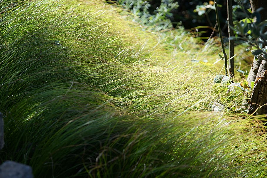 grass, green, soft, plant, growth, nature, green color, day HD wallpaper