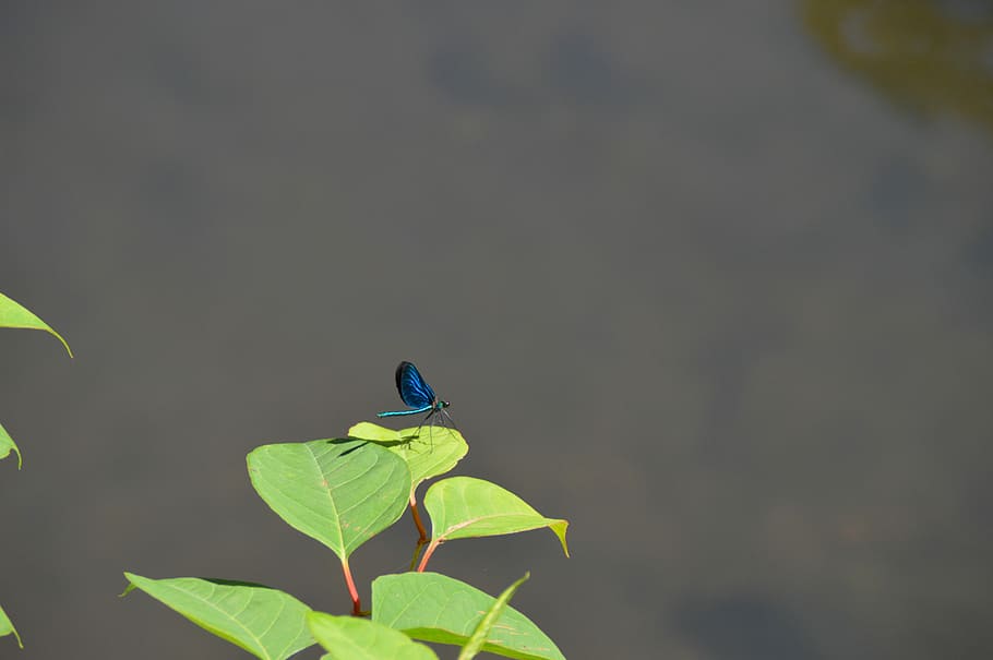 insect, nature, close, butterfly, green, dragonfly, leaf, animal wildlife HD wallpaper