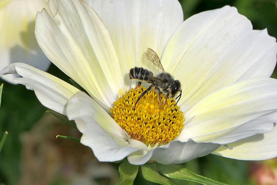 close up photo of gray wasp perched on white flower, bee, macro HD wallpaper