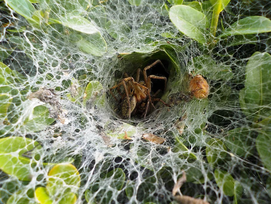 Spider, Garden, Cobweb, Nature, Leaf, animal, one animal, animal themes HD wallpaper