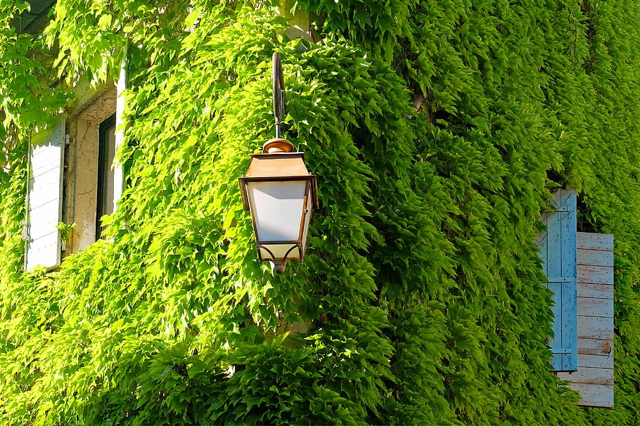 beige post light near green leafed plant, viriginia creeper, ivy, HD wallpaper