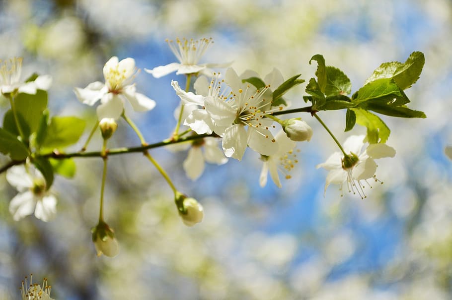 spring, blue, sky, sunshine, white, green, lights, flower, logany friends HD wallpaper