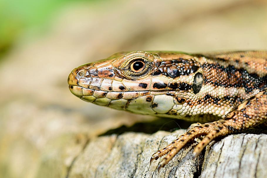 nature, lizard, macro, reptile, animal wildlife, one animal HD wallpaper