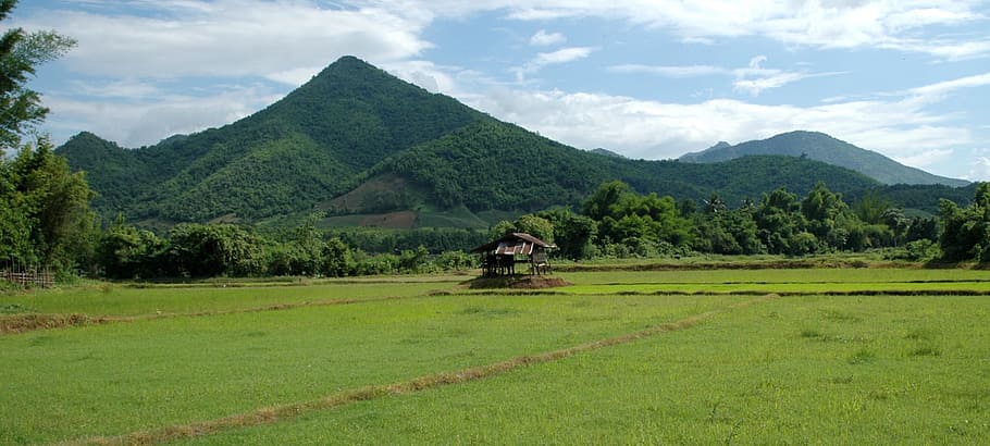 green grass field, landscape, thailand, asia, mountain, rice HD wallpaper