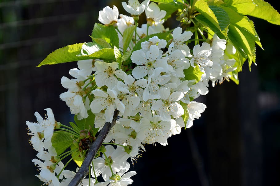 spring, flowers, fruit tree blossoming, cherry blossom, plant HD wallpaper