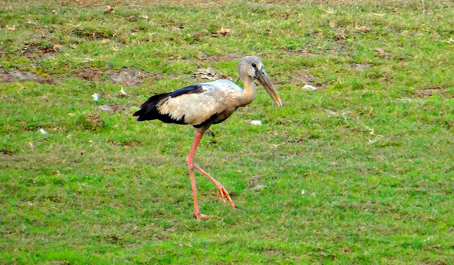 asian open bill stork, openbill, bird, wader, india, animal wildlife, HD wallpaper