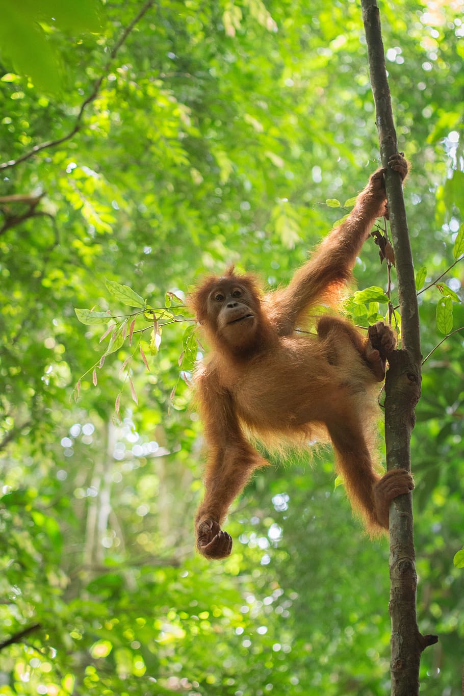 green, plants, nature, forest, trees, monkey, primate, mammal HD wallpaper
