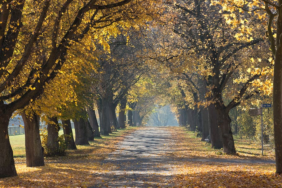 grey concrete road surrounded by trees, walkway between trees with leaves on the ground HD wallpaper