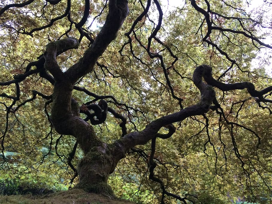 tree, trunk, nature, plant, branch, low angle view, day, no people HD wallpaper
