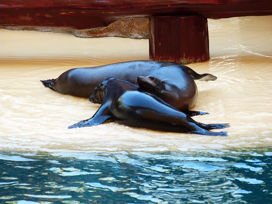 seals, smooch, play, rest, playful, animal, animal wildlife HD wallpaper