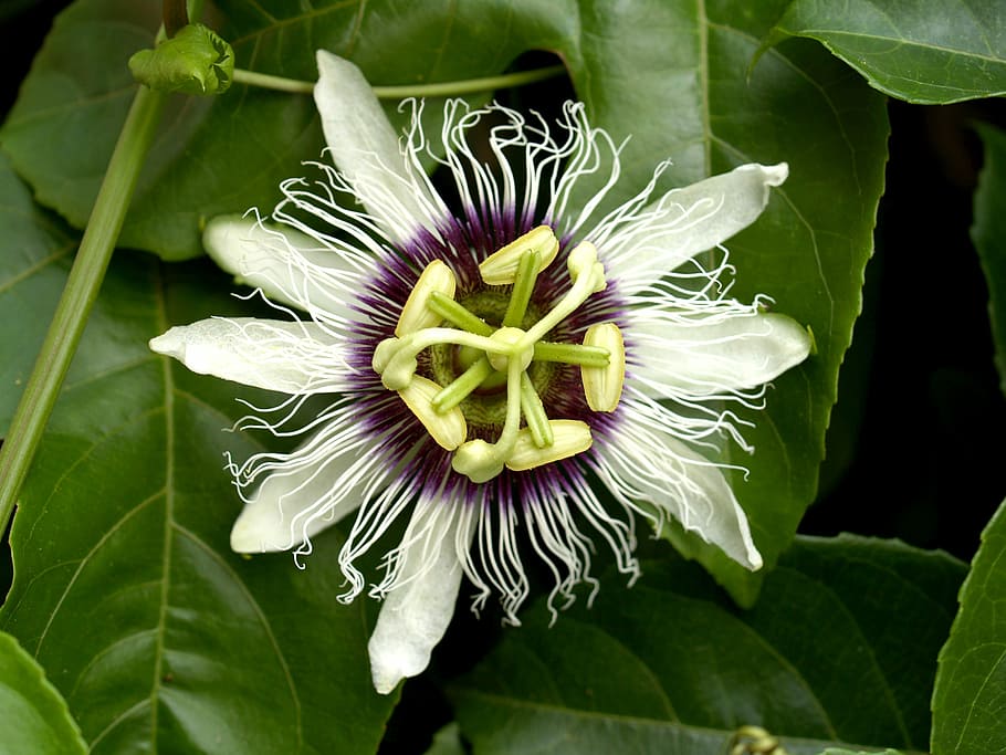 passion, flower, fruit, tropical, green, petal, leaf, head HD wallpaper