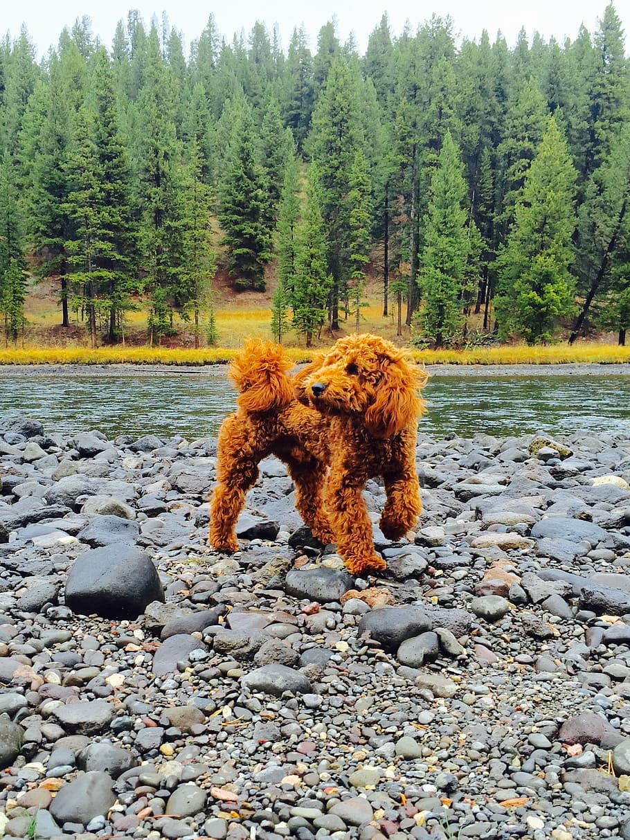 puppy, poodle, goldendoodle, cute dog, outdoor, yellowstone