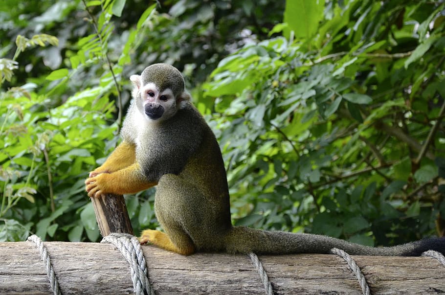 capuchin, monkey, herr nilson, capuchin monkey, äffchen, cute HD wallpaper