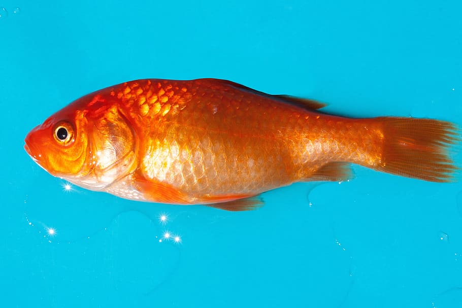 goldfish illustartion, freshwater fish, karpfenfisch, android, HD wallpaper