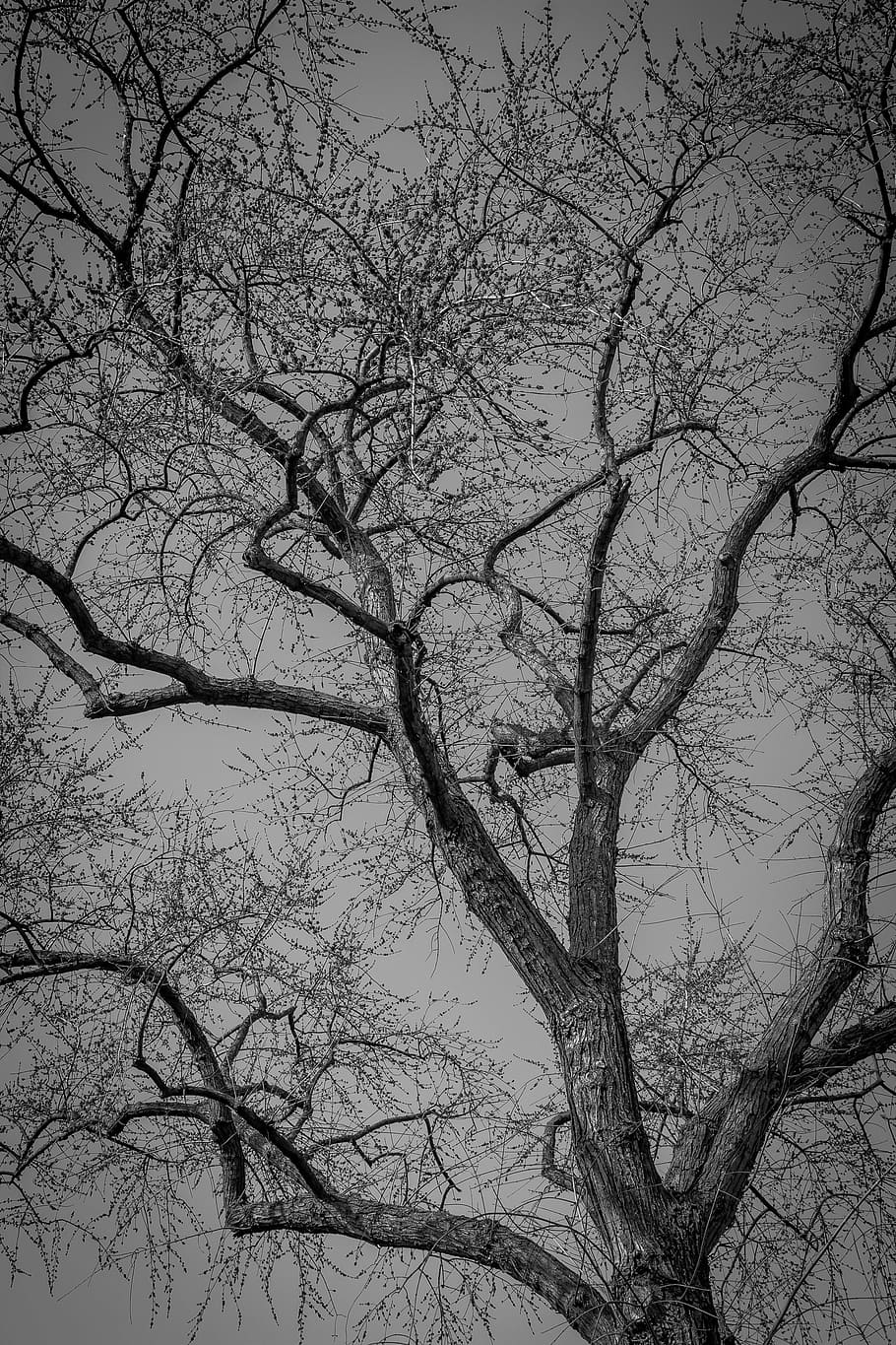 tree, bare, branches, nature, winter, autumn, seasonal, cold HD wallpaper