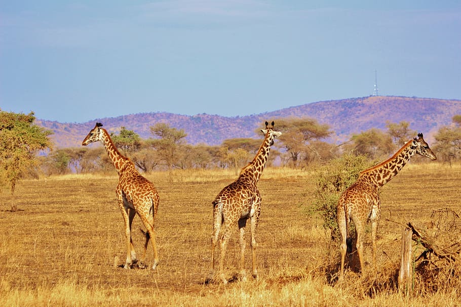 HD wallpaper: giraffe, nature, safari, africa, serengeti, nature serengeti  | Wallpaper Flare