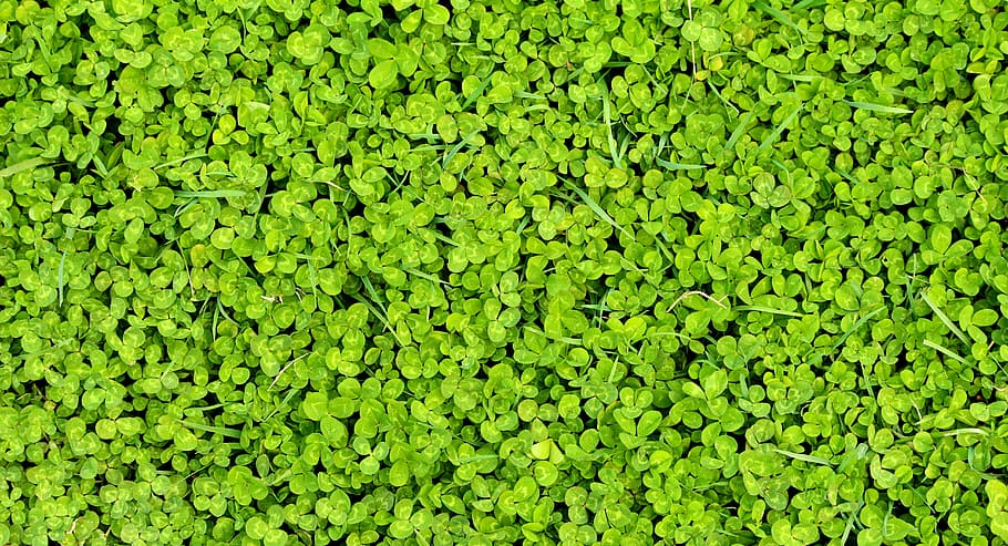 green leafed grass, spring, nature, background, clover, green color HD wallpaper