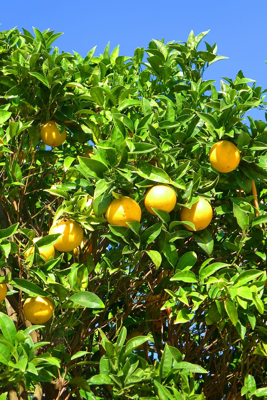 oranges, tree, algarve, growth, food, food and drink, leaf HD wallpaper