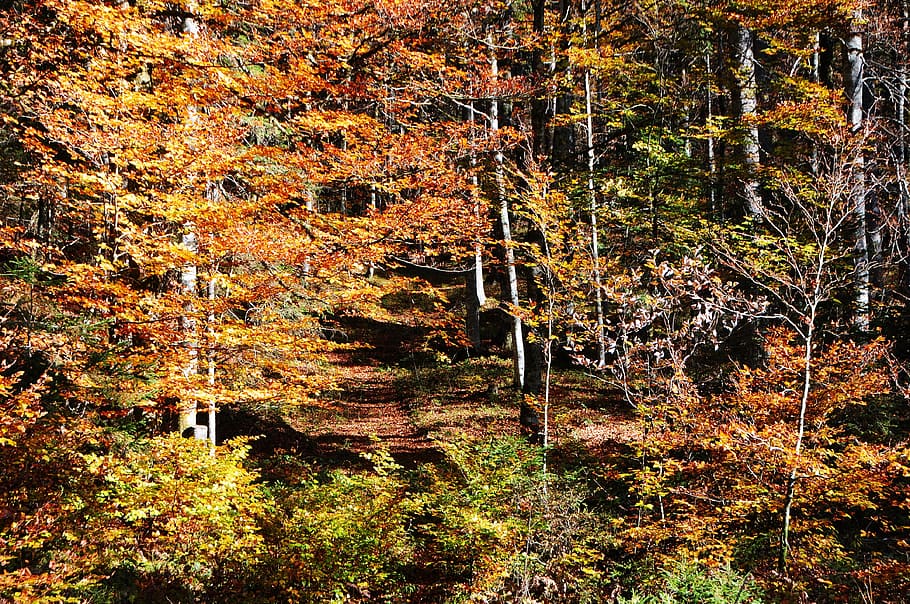 HD wallpaper: autumn, forest, autumn woods, nature, underwood, foliage ...