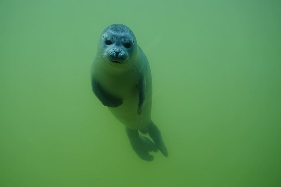 HD wallpaper: gray seal underwater, animal, meeresbewohner, north sea,  nature | Wallpaper Flare