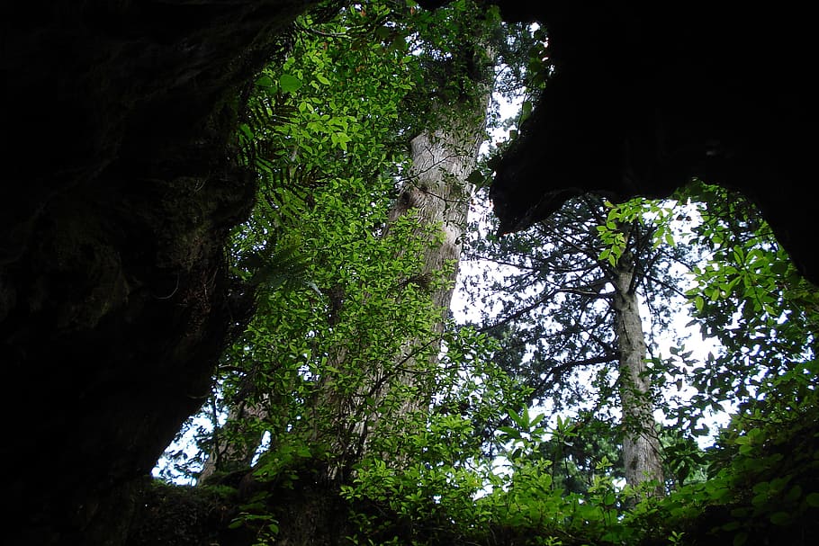 Branches, Tree, Cave, Heart, moss, nature, no people, rock - object HD wallpaper