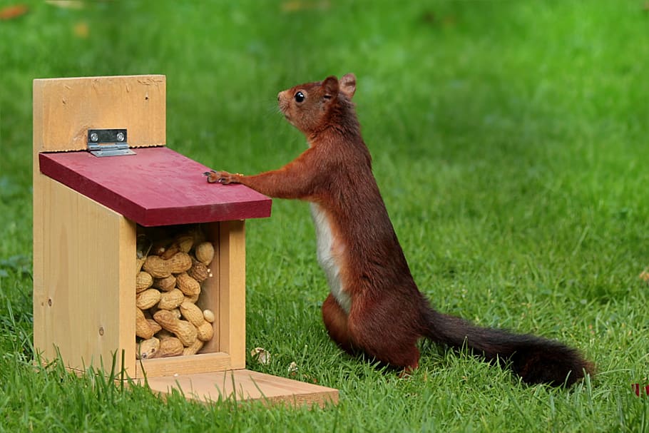 raccoon standing beside wooden box filled with peanuts, animal HD wallpaper