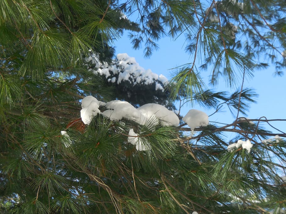 snow, branch, tree, pine tree, winter, snowflake, christmas HD wallpaper